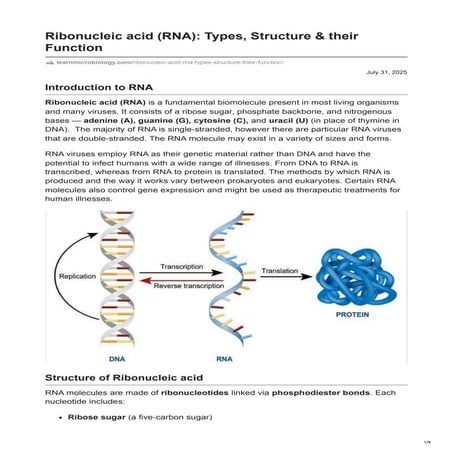 Ribonucleic acid (RNA): Types, Structure & their Function