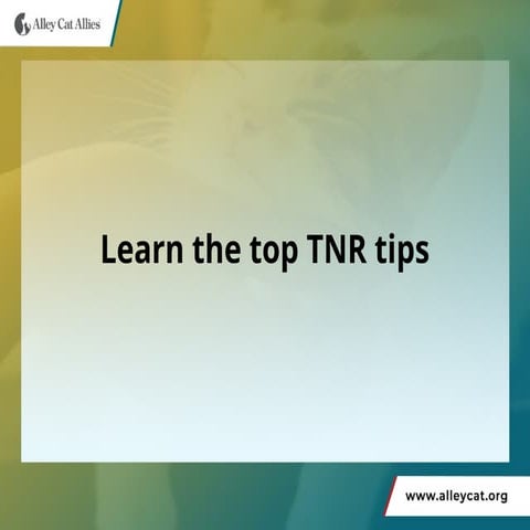 Learn the top TNR tips - Alley Cat Allies | PPTX