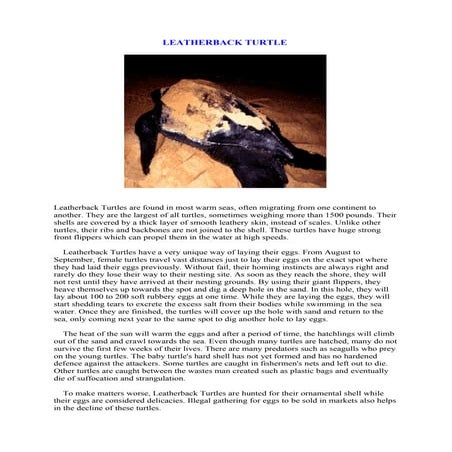 Leatherback turtle | DOC