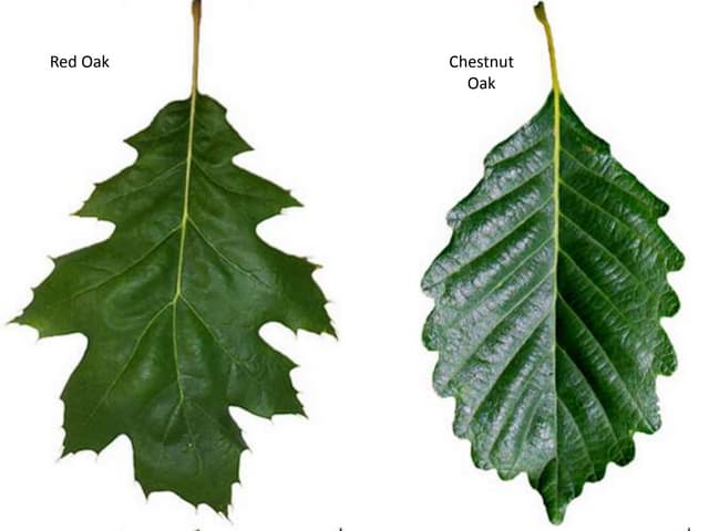 Leaf ID