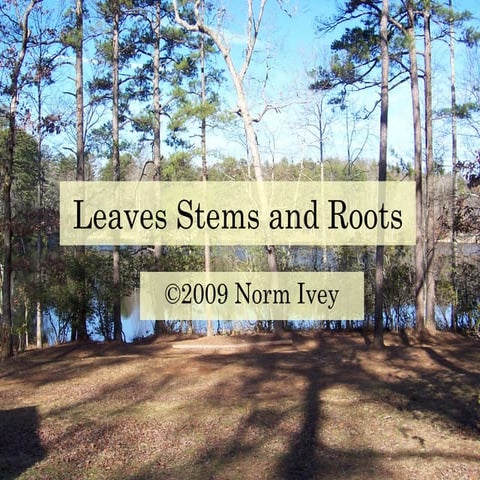 Leaves Stems And Roots