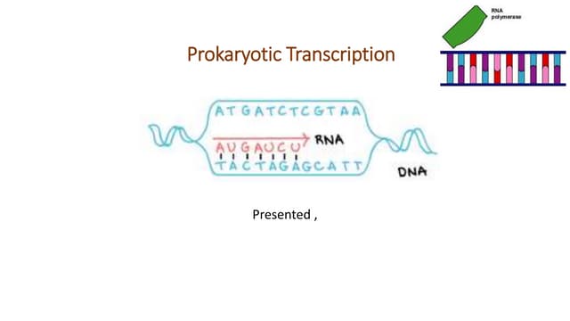 Transcription in prokaryotes | PPTX