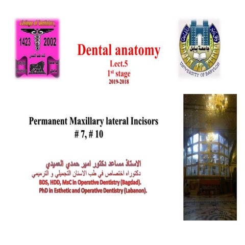 morphology of Maxillary central and lateral incisors teeth | PPT