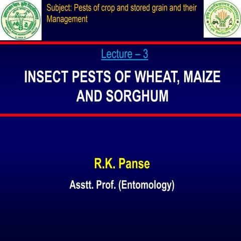 Lec. 3 rkp pcgm_wheat, maize, sorghum