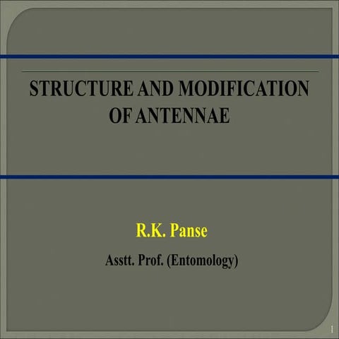 Lec. 8 Structure and modifications of insect antennae.ppt