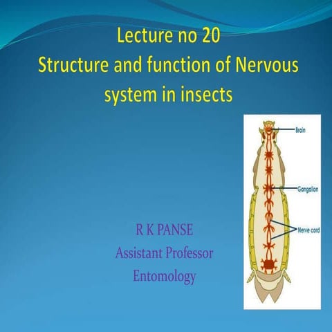 Lec. 20 nervous system.ppt