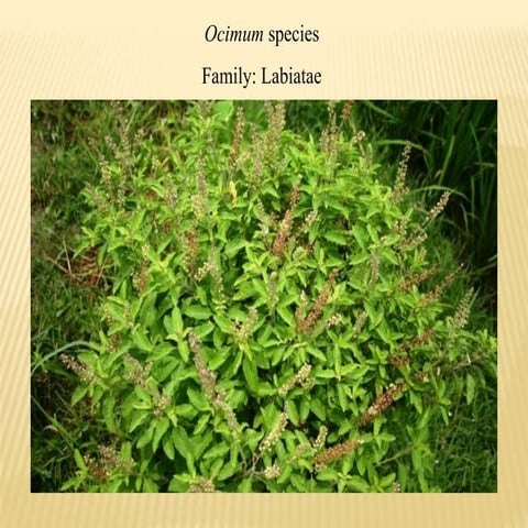 Lec.28 OcimumPLANT AND BOTANICAL DESRIPTRION .pptx