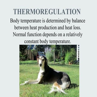 Lec 09 Thermoregulation