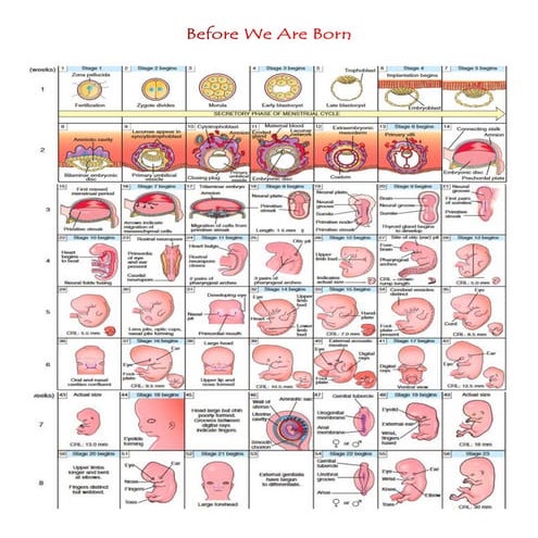 Oral biology | PDF