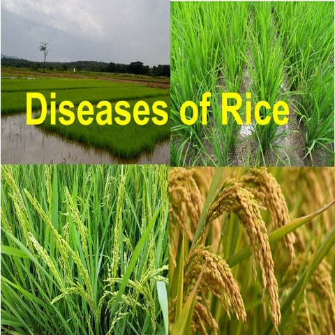 Important Paddy Diseases | PPTX