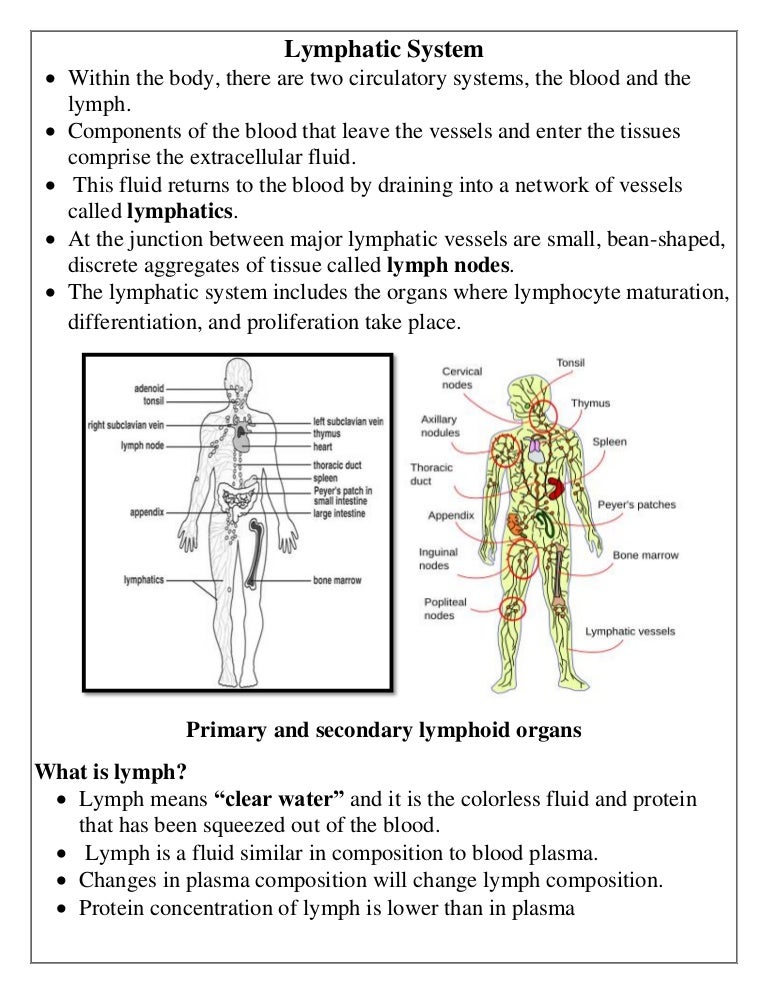 Lymphatic System and ANTIBODIES (Abs) and complement system