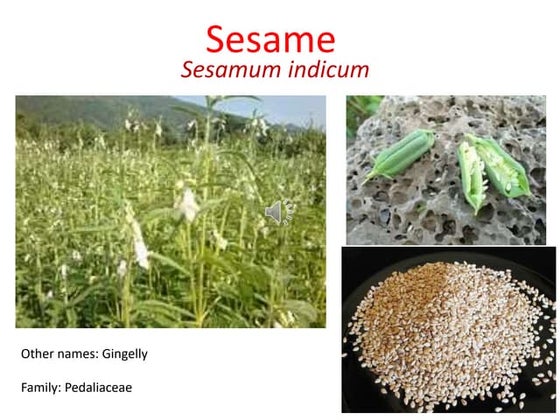 Sesame seed -Interactive Multipurpose Slides including variety of ...