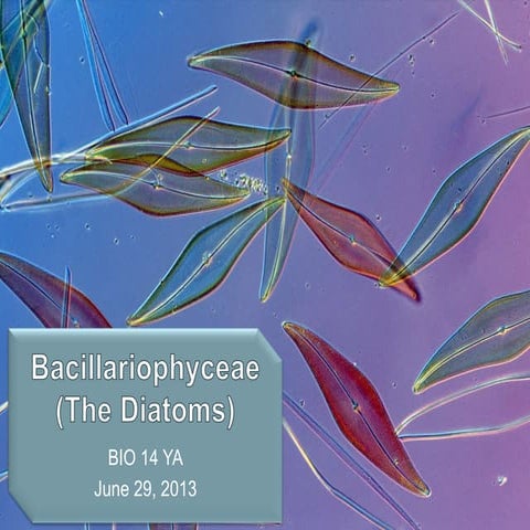 Lec4 bacillariophyceae  (the diatoms)