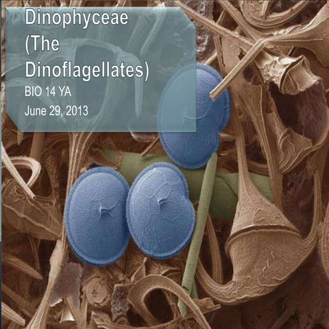 Lec5 Dinophyceae
