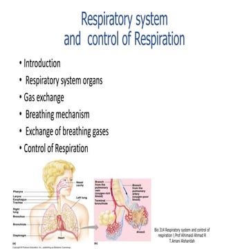  Respiratory system