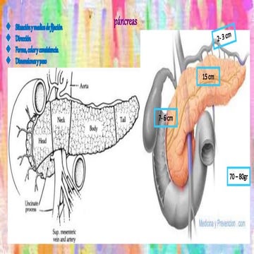 NETTER ABDOMEN anatomia para medicina netter | PDF