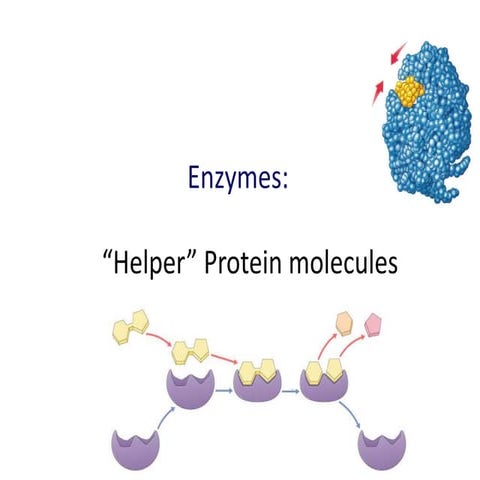Mr Exham IGCSE Biology - Enzymes | PPTX