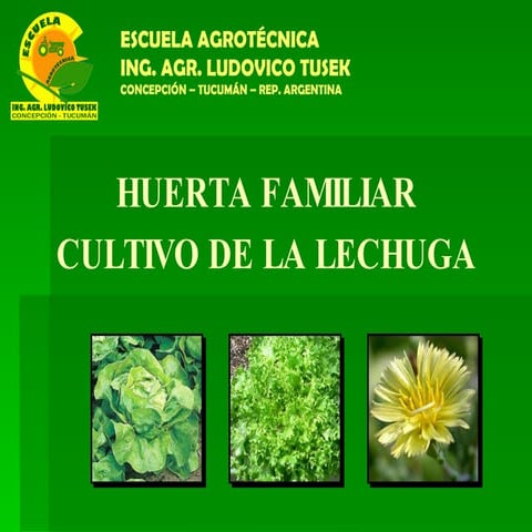Cultivo de la Lechuga