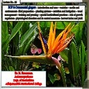 BOP and  Ornamental gingers -Production technology 