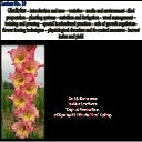 Gladiolus - Species and Varieties - Production technology