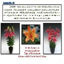 Lilium - species and Varieties - Production technology