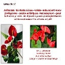 Anthurium - Species and Varieties - Production technology 