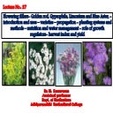 Flowering fillers- Golden rod, Gypsophila, Limonium and Blue aster