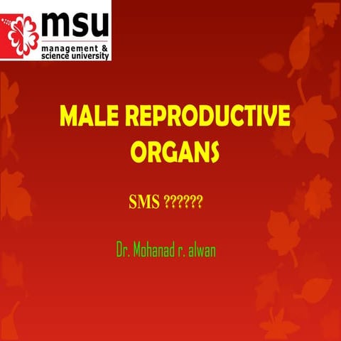 Lect -male reproductive organs