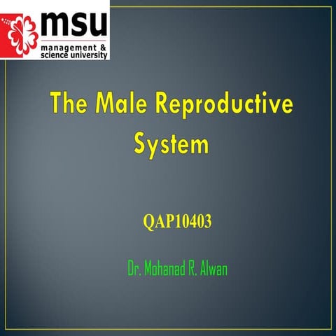male reproductive system