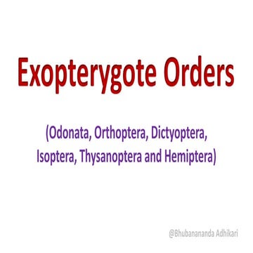 Exopterygote