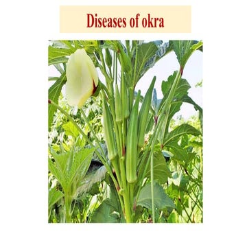 Diseases of okra, cause, etiology, management | PPTX