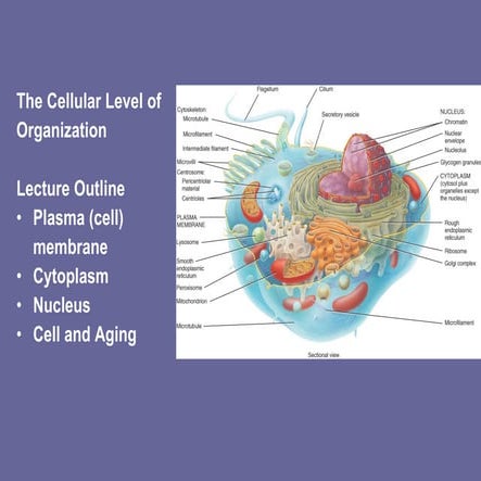 Lect 3   cell level