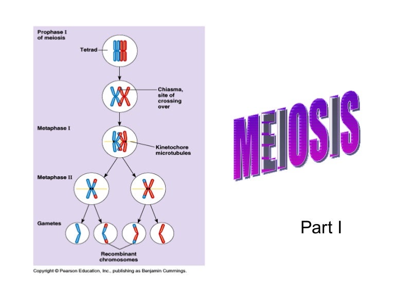 Lect 3 Meiosis
