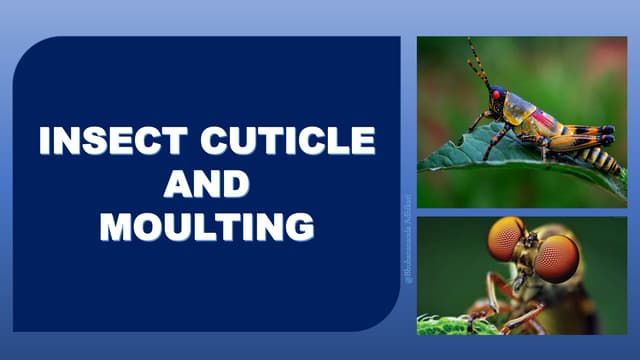 Types of Insect larvae | PPTX | Geology | Science
