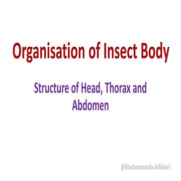 structural organisation of insect body