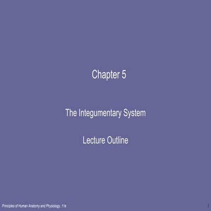 Lect 5   intergumentary