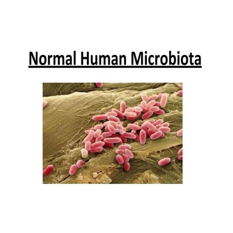Lect 6 Microbiota.pptx