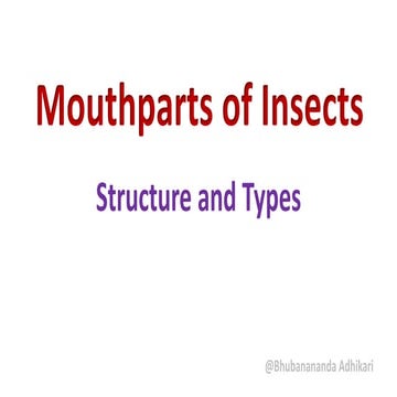 Mouth parts of Insect