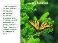 Lectia Fluturelui