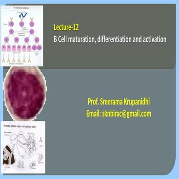Lecture-12 B-Cell Development and differentiation