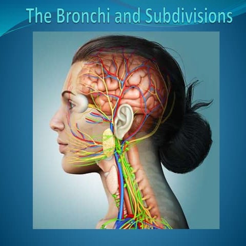 Anatomy of respiration system bronchioles | PPTX