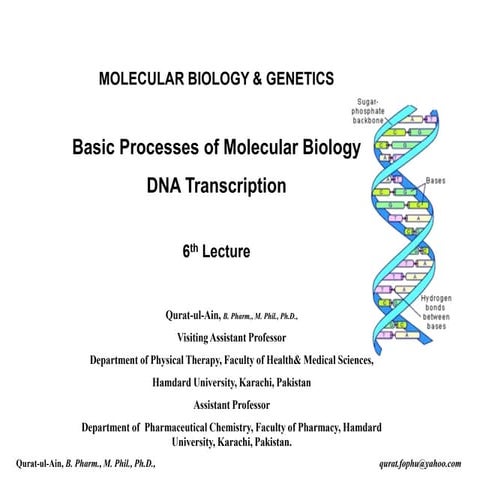 Lecture.6 DNA Transcription