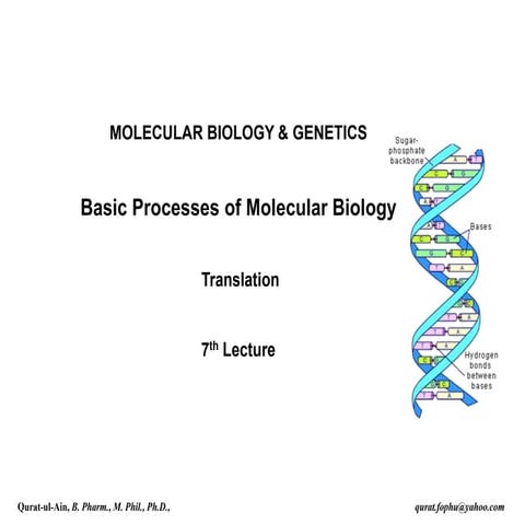Lecture.7 DNA Translation