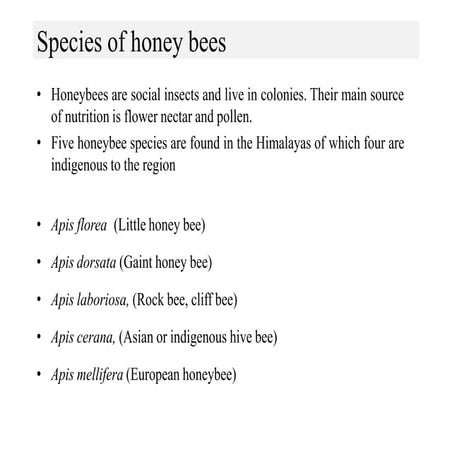 Species of Honeybee