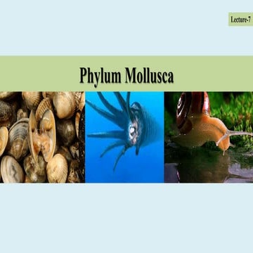 Lecture   7  ( phylum mollusca) ... ppt