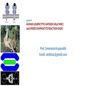 Lecture-9  Major Histocompatibility Complex and Mixed Lymphocyte Reaction
