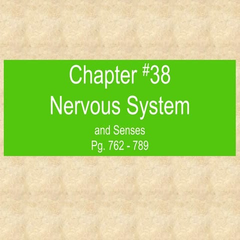 Lecture   chapter 38 - nervous system