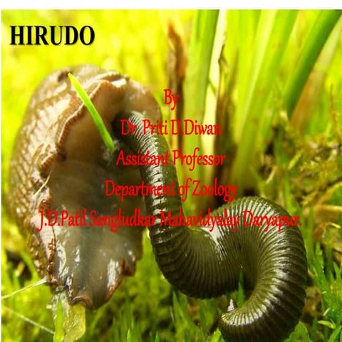 Hirudinea