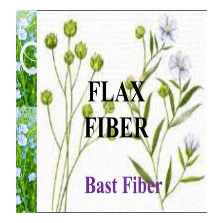 Fiber yeilding plants : Cotton, Jute & Flax | PPTX