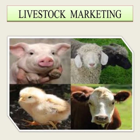 livestock marketing presented by Dr/ Nahid Faw